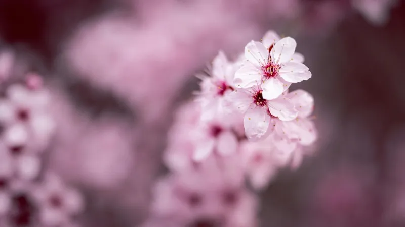 Abundant light pink Cherry Blossom flower blooms covering multiple branches.