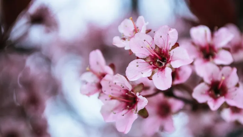 Pink Cherry Blossom flower blooms on a bare dark branch with teal bokeh background.
