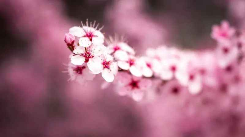 Pink Cherry Blossom flower blooms with a deep red closed bud on a branch.