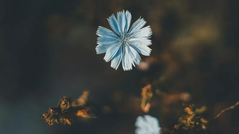 Single white-blue Chicory flower hovering above dried brown flowers.