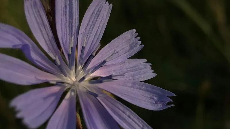 Light blue Chicory flower on a stem against a bright green meadow background.
