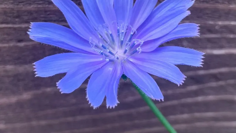 Blue-purple Chicory flower placed on a wooden plank background, showing delicate petals and a rustic natural setting.