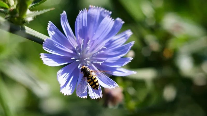 Blue Chicory flower growing among wild green stems in a meadow.