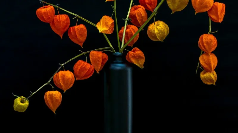 Orange and yellow Chinese Lantern flower pods arranged in a dark vase against a black background.