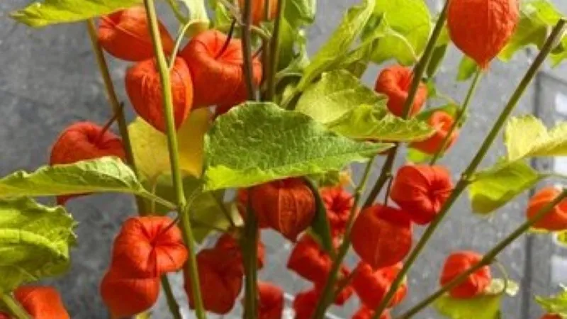 Many orange Chinese Lantern flower pods growing densely on plants across a field.