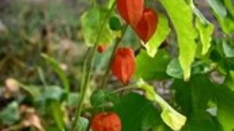 Multiple orange Chinese Lantern flower pods growing on a plant outdoors.
