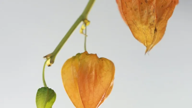 Three Chinese Lantern flower pods in different ripening stages hanging from a stem against a grey background.