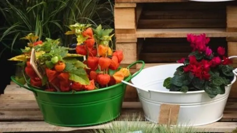 Chinese Lantern flower plant growing in a green metal tub beside a pink cyclamen outdoors.