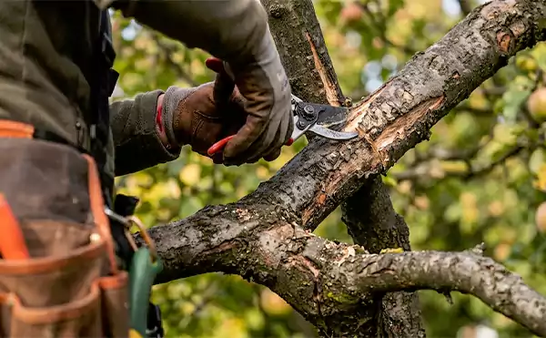 Chop Off All the Crossing Branch