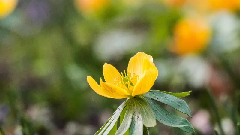 Yellow Christmas Aconite flower buds emerging from snowy ground and fallen leaves.