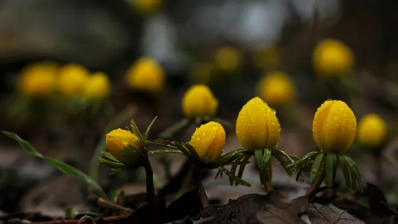 Yellow Christmas Aconite flower buds with water droplets photographed in dark atmospheric light.