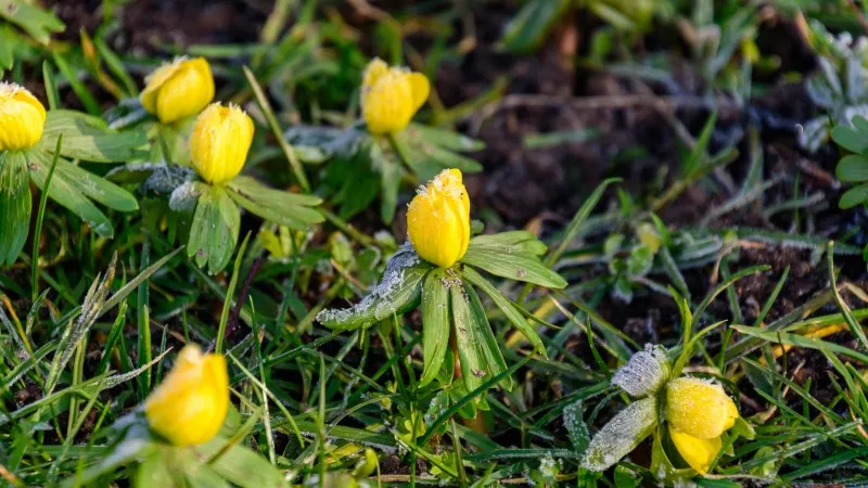 Yellow Christmas Aconite flower buds covered with frost in green grass.