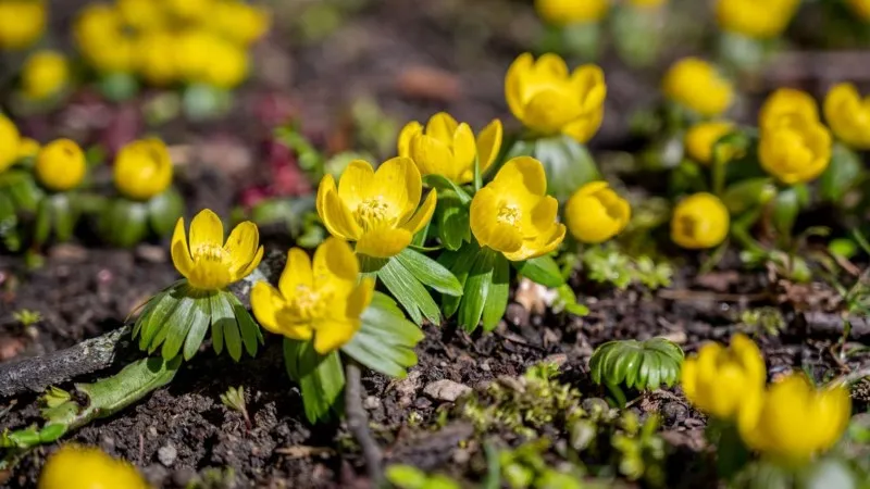 Dense patch of open yellow Christmas Aconite flower blooms growing in garden soil.