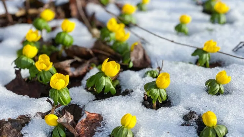 Multiple yellow Christmas Aconite flower buds emerging through snow-covered ground.