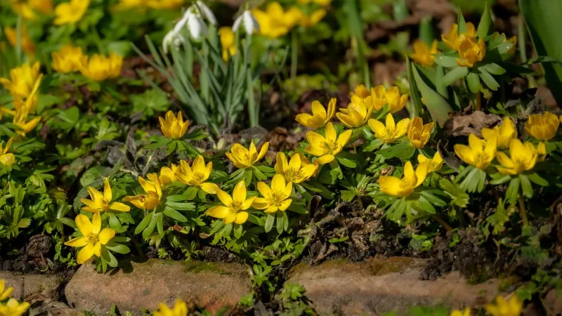 Three yellow Christmas Aconite flower blooms growing through snow-covered leaves.