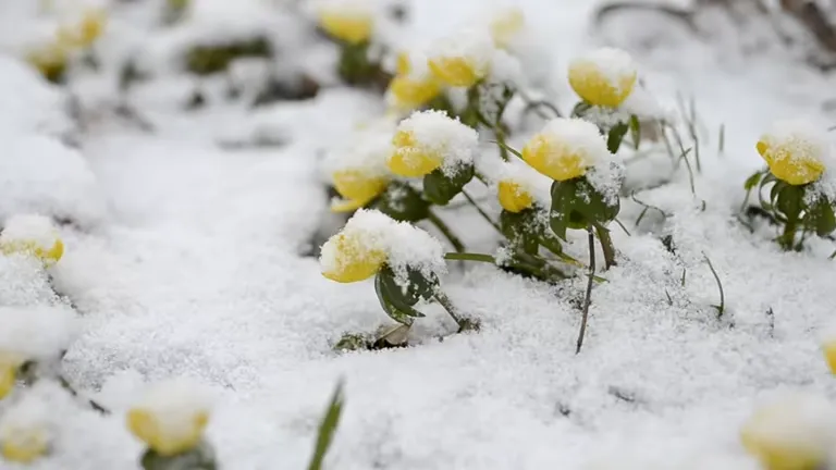 Yellow Christmas Aconite flower blooms partially covered with fresh snow.