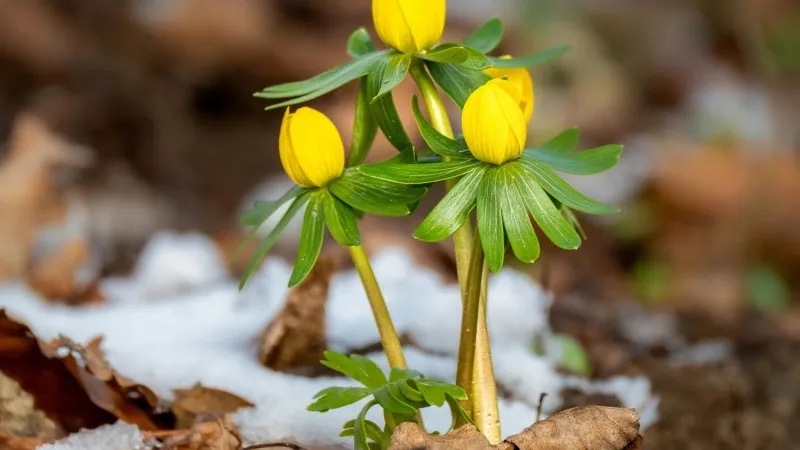 Yellow Christmas Aconite flower blooms growing along a garden brick border.