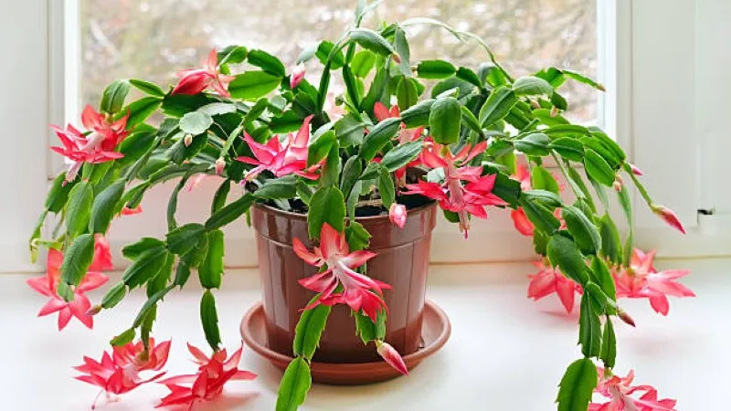 Pink Christmas Cactus flower blooming from a brown pot on a bright windowsill.