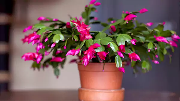 Christmas Cactus
