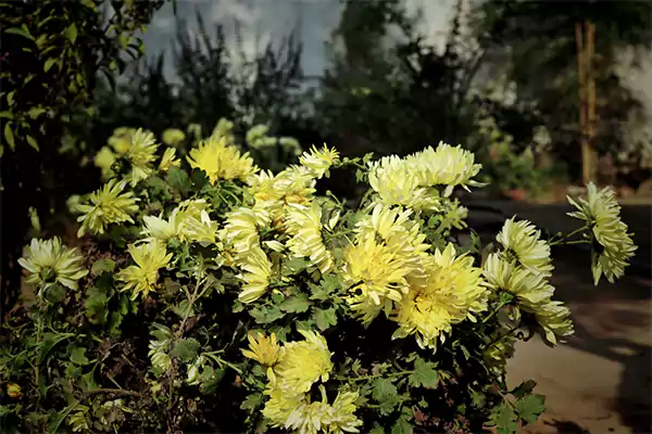 Chrysanthemum