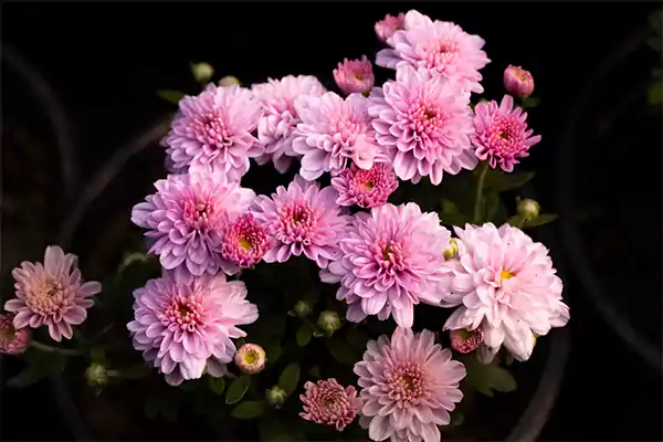 Chrysanthemum 3