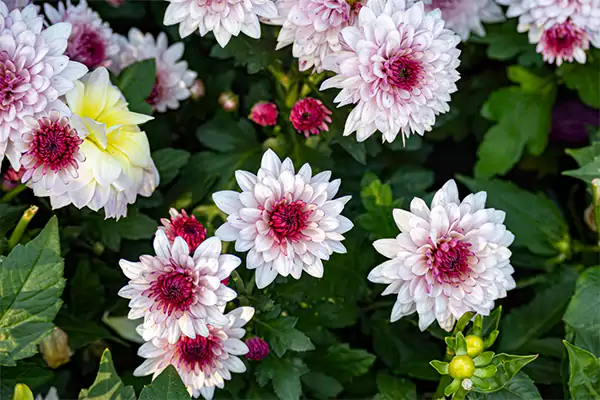 Chrysanthemum