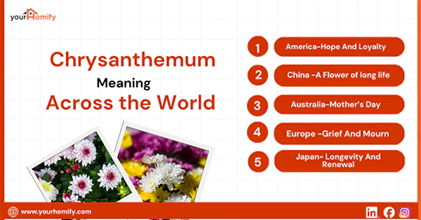 Chrysanthemum Meaning Across the World