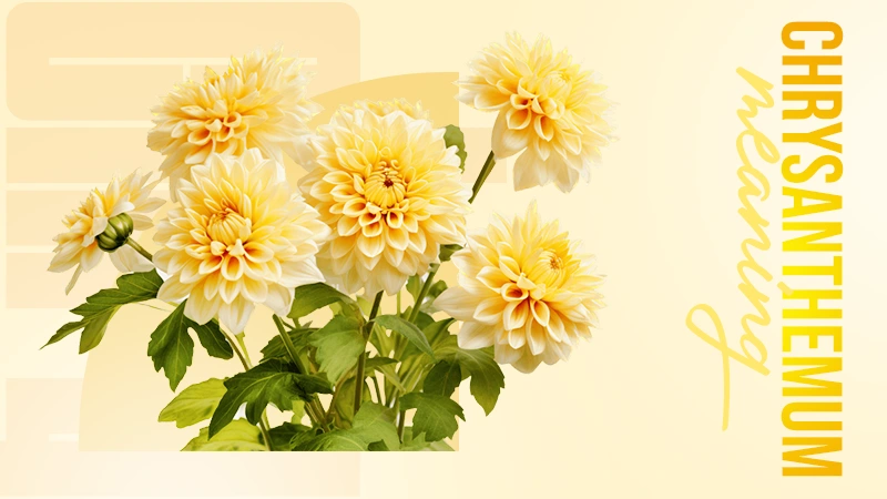 Chrysanthemum Meaning