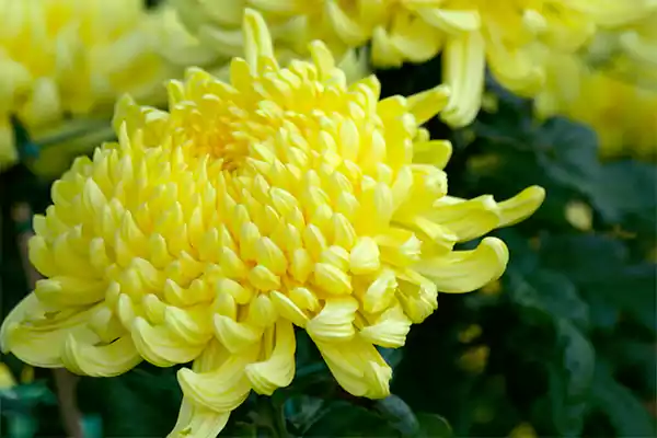 Chrysanthemum