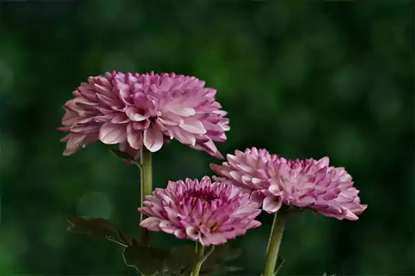 Chrysanthemum2
