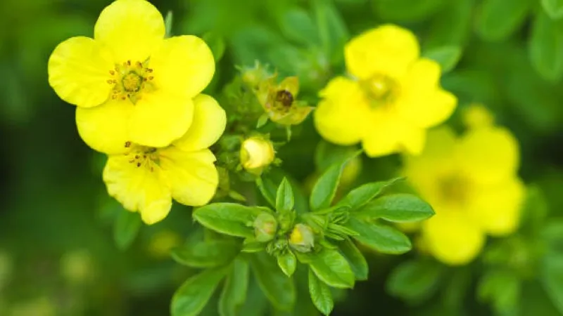 Two open yellow Cinquefoil flower blooms with buds on green stems.