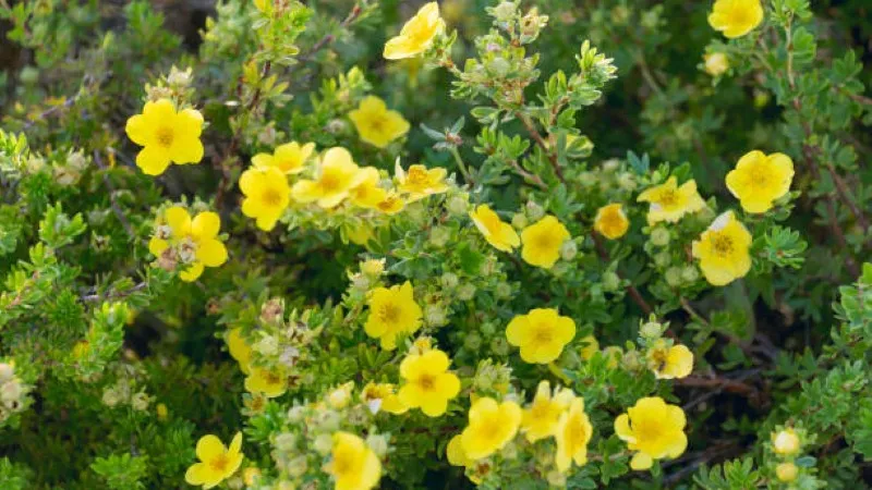Yellow Cinquefoil flower shrub covered with blossoms in a garden setting.