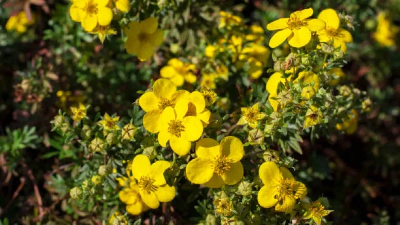 Yellow Cinquefoil flower shrub filled with open blooms and buds in sunlight.