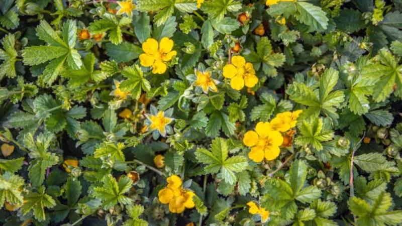 Yellow Cinquefoil flower blooms growing among strawberry-like green leaves.