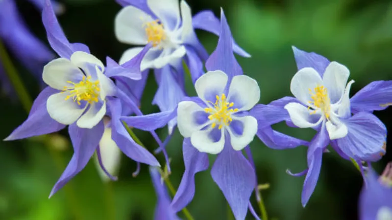 Meadow of pale blue and white Columbine flower blooms beneath a dramatic mountain peak.