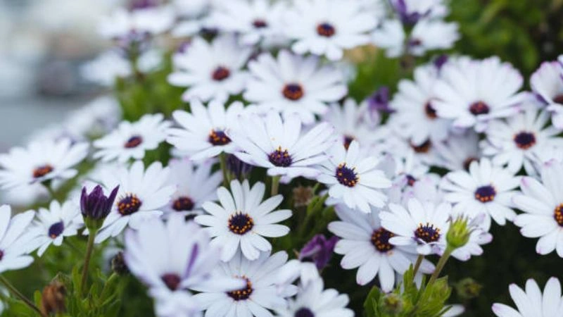 Blooming White African Daisy flowers with dark centers in a garden.