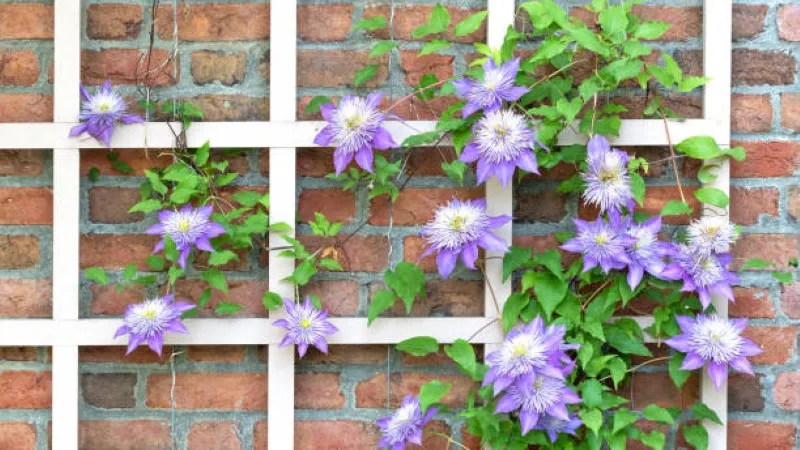 Light purple Clematis flower blooms climbing a white lattice near a brick wall.