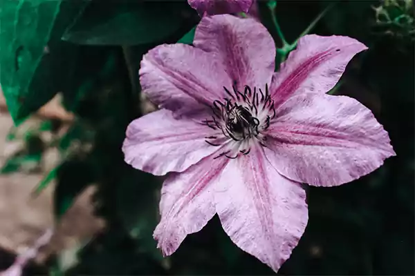 Clematis