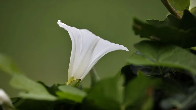 Climbing stem Bindweed flower growing on a twisting vine.