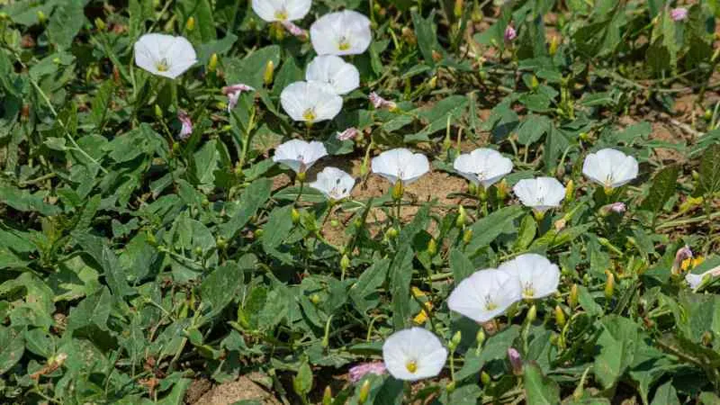 Twining vine Bindweed flower blooming on a climbing stem.