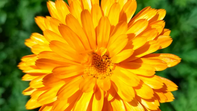 Layered Petals Calendula flower showing yellow-orange details.