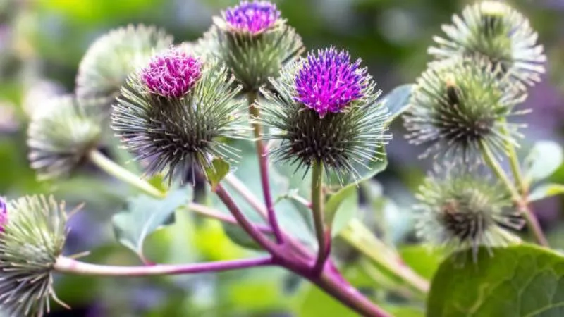 Close-Up Image Burdock flower head showing detailed texture.
