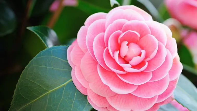 Close-up of a single layered pink camellia flower