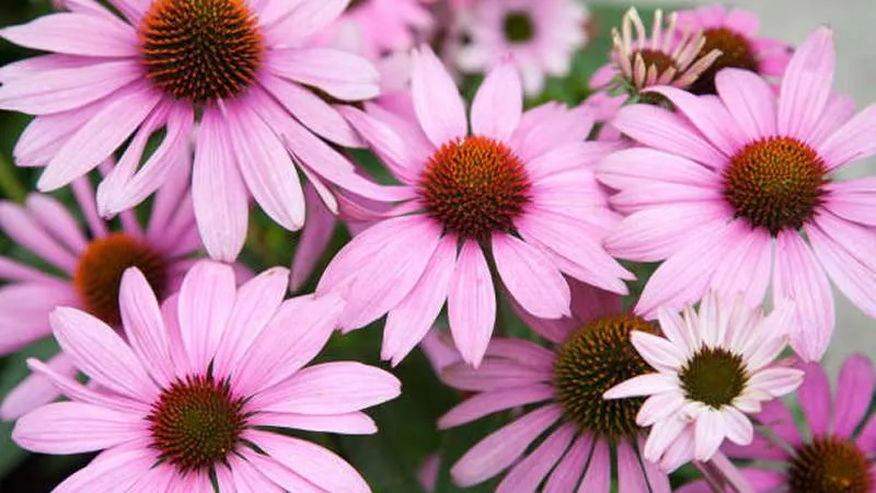 Close-up of several fully open pink Echinacea flowers with orange-brown centers against a soft background.