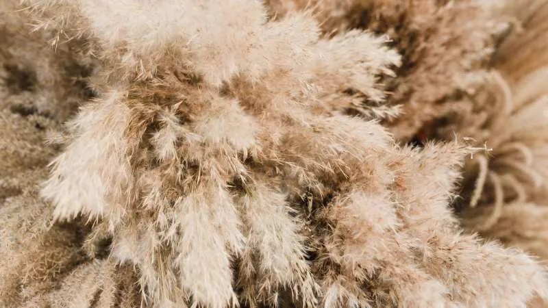 Macro close-up of fluffy tan pampas grass plume texture