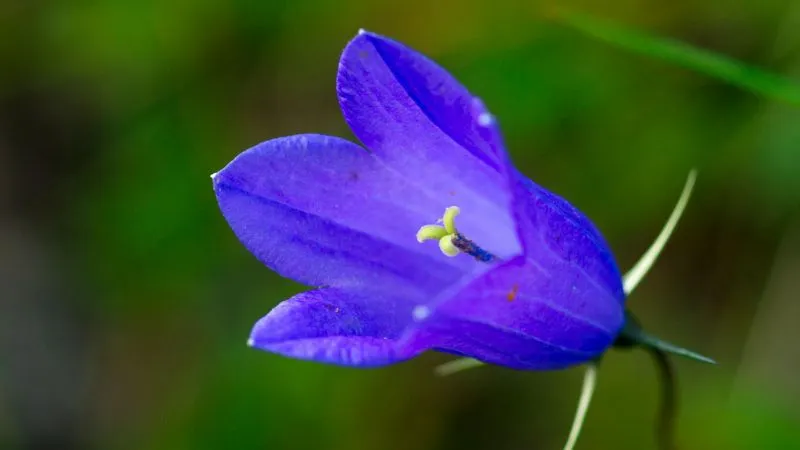 Close-Up View Bluebell flower revealing fine details.