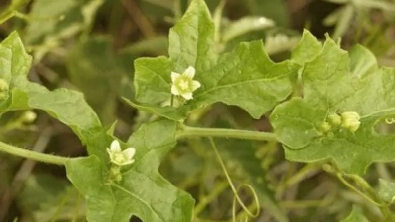 Close-Up View Bryony flower revealing detailed structure.
