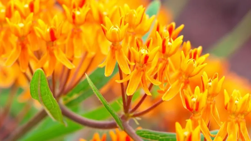 Orange Yellow Butterfly Weed flower with red floral centers.