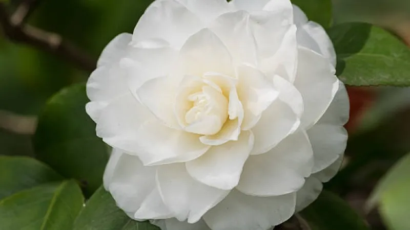 Close-up of a white camellia flower with cream center
