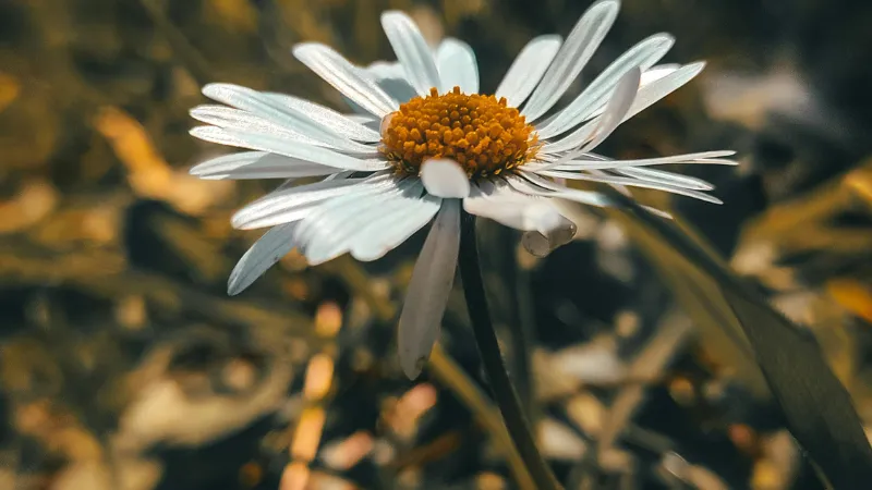 Close-up of a white Daisy flower with orange center against blurred autumn leaves.
